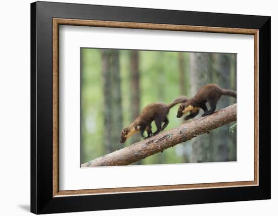 Pine Marten (Martes Martes) Two 4 Month Kits Running Along Branch, Caledonian Forest, Scotland, UK-Terry Whittaker-Framed Photographic Print