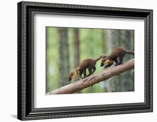 Pine Marten (Martes Martes) Two 4 Month Kits Running Along Branch, Caledonian Forest, Scotland, UK-Terry Whittaker-Framed Photographic Print