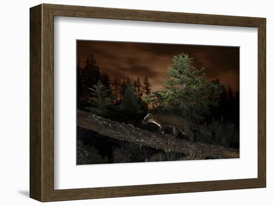 Pine Marten (Martes Martes) Walking Along Branch-Terry Whittaker-Framed Photographic Print