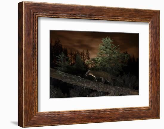 Pine Marten (Martes Martes) Walking Along Branch-Terry Whittaker-Framed Photographic Print