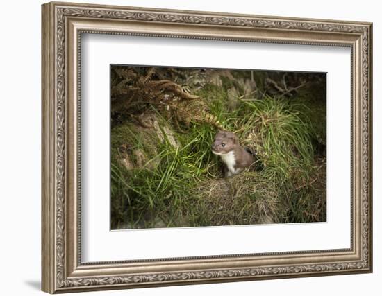 Pine Marten, Mustalid, United Kingdom, Europe-Janette Hill-Framed Photographic Print