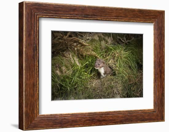 Pine Marten, Mustalid, United Kingdom, Europe-Janette Hill-Framed Photographic Print