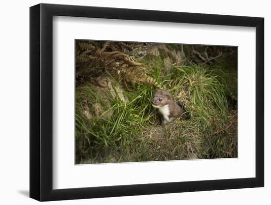 Pine Marten, Mustalid, United Kingdom, Europe-Janette Hill-Framed Photographic Print