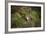 Pine Marten, Mustalid, United Kingdom, Europe-Janette Hill-Framed Photographic Print