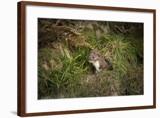 Pine Marten, Mustalid, United Kingdom, Europe-Janette Hill-Framed Photographic Print