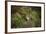 Pine Marten, Mustalid, United Kingdom, Europe-Janette Hill-Framed Photographic Print