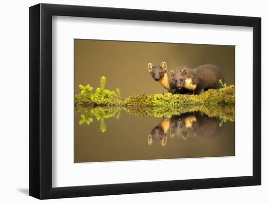 Pine marten reflected in water, Ardnamurchan Peninsula, west coast of Scotland-Danny Green-Framed Photographic Print