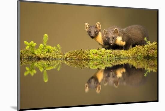 Pine marten reflected in water, Ardnamurchan Peninsula, west coast of Scotland-Danny Green-Mounted Photographic Print