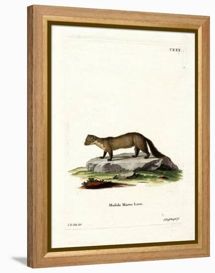 Pine Marten-null-Framed Premier Image Canvas