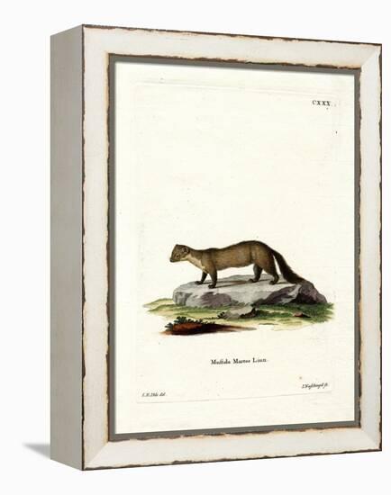 Pine Marten-null-Framed Premier Image Canvas