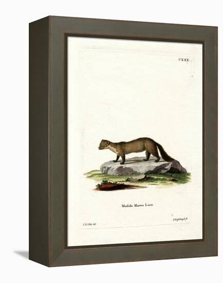 Pine Marten-null-Framed Premier Image Canvas