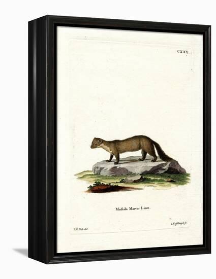 Pine Marten-null-Framed Premier Image Canvas