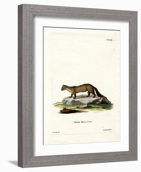 Pine Marten-null-Framed Giclee Print