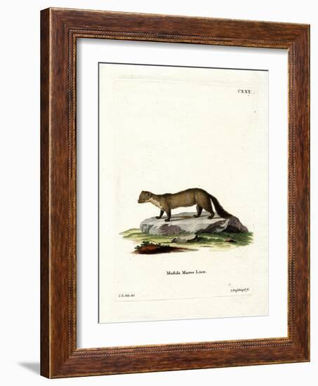 Pine Marten-null-Framed Giclee Print