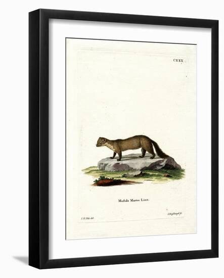 Pine Marten-null-Framed Giclee Print