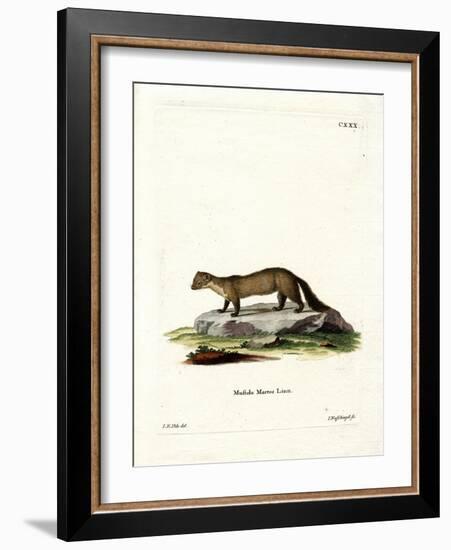 Pine Marten-null-Framed Giclee Print