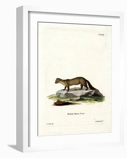 Pine Marten-null-Framed Giclee Print