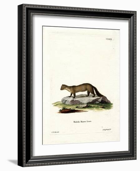 Pine Marten-null-Framed Giclee Print