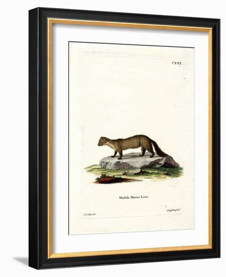 Pine Marten-null-Framed Giclee Print