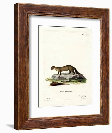 Pine Marten-null-Framed Giclee Print