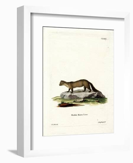 Pine Marten-null-Framed Giclee Print