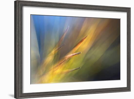 Pine Needles 2-Ursula Abresch-Framed Photographic Print