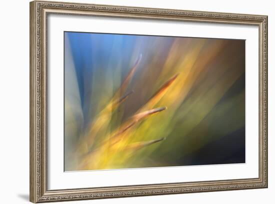 Pine Needles 2-Ursula Abresch-Framed Photographic Print