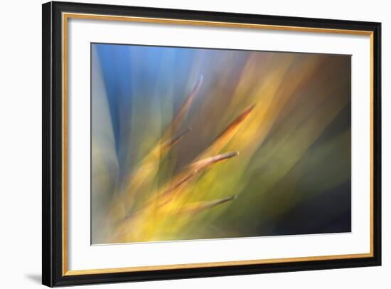 Pine Needles 2-Ursula Abresch-Framed Photographic Print