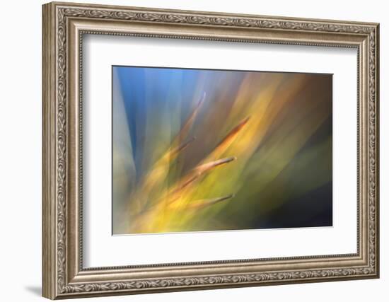 Pine Needles 2-Ursula Abresch-Framed Photographic Print