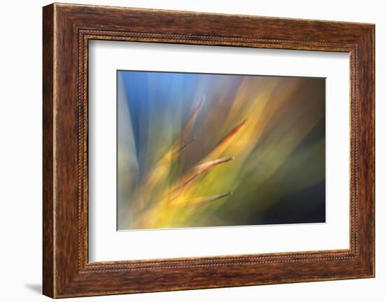 Pine Needles 2-Ursula Abresch-Framed Photographic Print