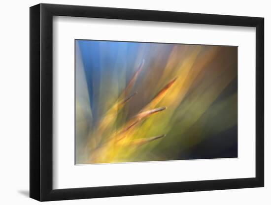 Pine Needles 2-Ursula Abresch-Framed Photographic Print