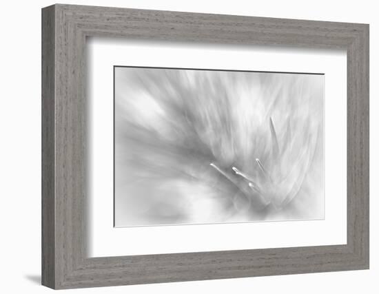 Pine Needles 2-Ursula Abresch-Framed Photographic Print