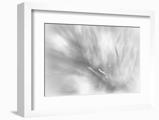 Pine Needles 2-Ursula Abresch-Framed Photographic Print