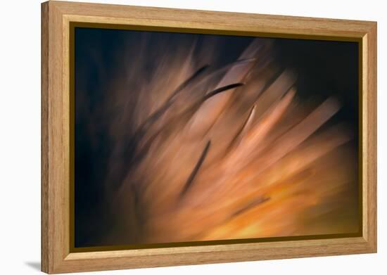 Pine Needles 3-Ursula Abresch-Framed Premier Image Canvas