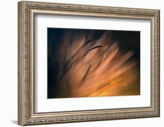 Pine Needles 3-Ursula Abresch-Framed Photographic Print