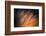 Pine Needles 3-Ursula Abresch-Framed Photographic Print