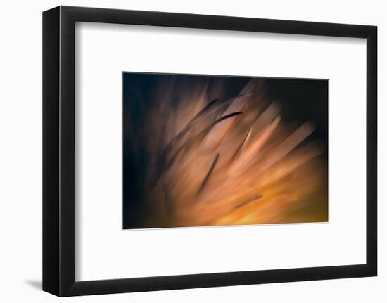 Pine Needles 3-Ursula Abresch-Framed Photographic Print