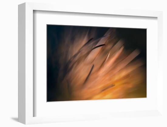 Pine Needles 3-Ursula Abresch-Framed Photographic Print