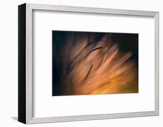 Pine Needles 3-Ursula Abresch-Framed Photographic Print