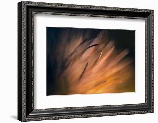 Pine Needles 3-Ursula Abresch-Framed Photographic Print