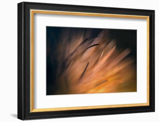 Pine Needles 3-Ursula Abresch-Framed Photographic Print