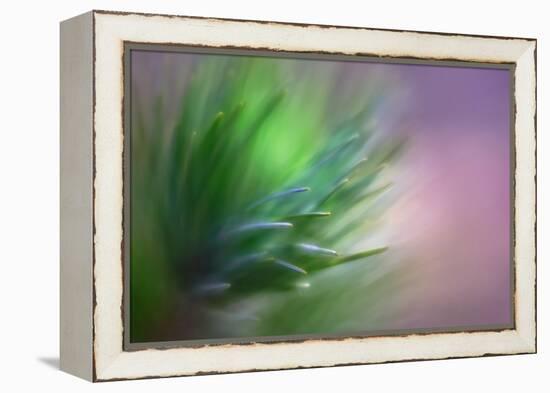 Pine Needles 5-Ursula Abresch-Framed Premier Image Canvas
