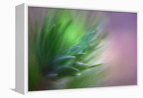 Pine Needles 5-Ursula Abresch-Framed Premier Image Canvas