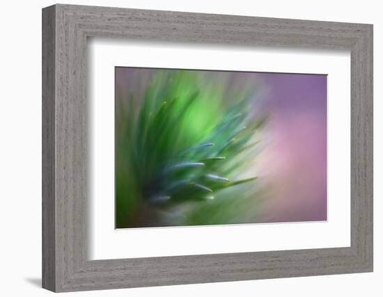 Pine Needles 5-Ursula Abresch-Framed Photographic Print