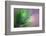 Pine Needles 5-Ursula Abresch-Framed Photographic Print