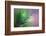 Pine Needles 5-Ursula Abresch-Framed Photographic Print