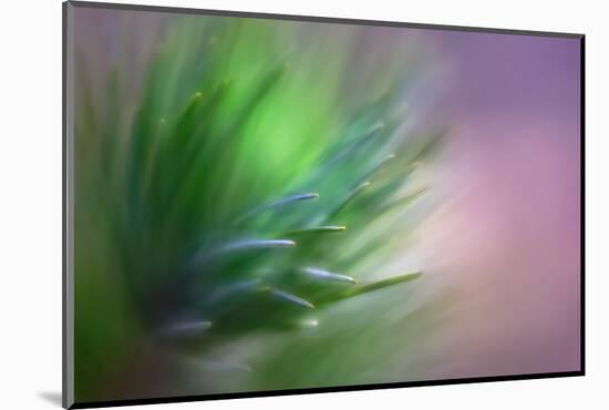 Pine Needles 5-Ursula Abresch-Mounted Photographic Print