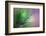 Pine Needles 5-Ursula Abresch-Framed Photographic Print