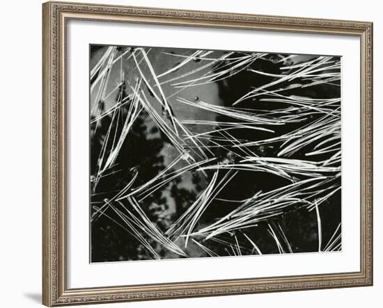 Pine Needles and Water, 1967-Brett Weston-Framed Photographic Print