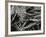 Pine Needles and Water, 1967-Brett Weston-Framed Photographic Print